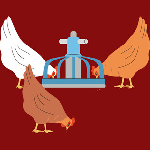 鸡群围绕自动喂食器进食