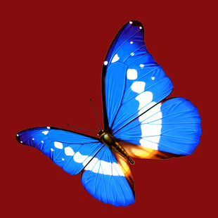 蓝蝶展翅
