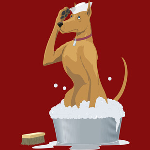 狗狗惬意享受洗澡时刻