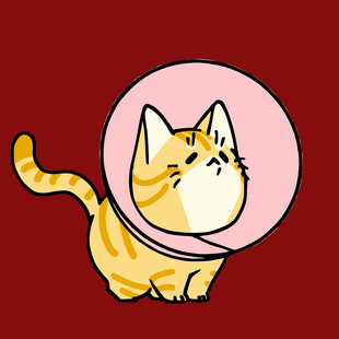 戴伊丽莎白圈的可爱猫咪