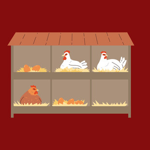 鸡舍中的家禽与鸡蛋