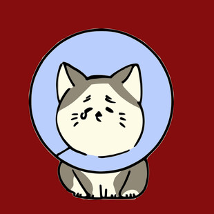 戴伊丽莎白圈的可爱猫咪