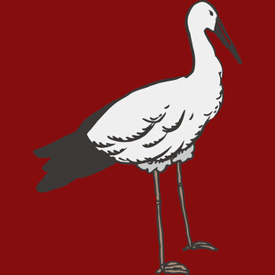 站立的白鹳