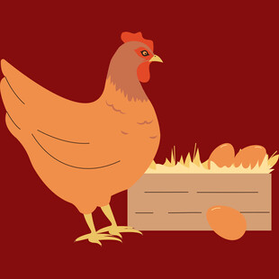 母鸡守着蛋箱