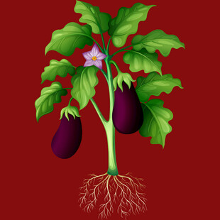 红背景上的茄子植株