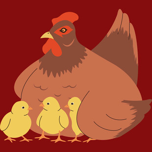 母鸡护小鸡温馨画面