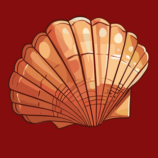 扇形贝壳插画