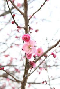 枝头绽放的娇艳红色梅花
