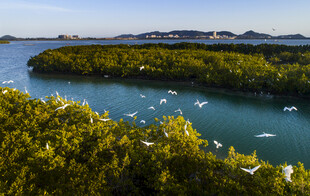 海南陵水新村国家湿地红树林公园