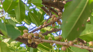 枝头果实与绿叶景象