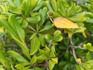 绿叶丛中一抹黄