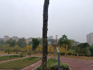 城市公园中的树木景观