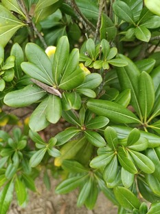 绿叶繁茂的植物特写