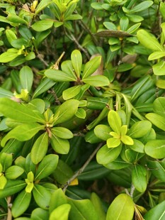 翠绿繁茂的植物叶片