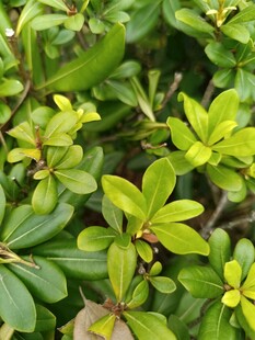 翠绿繁茂的小灌木植物