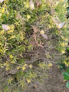 绿叶丛中的黄色小花