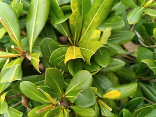 翠绿繁茂的植物叶片