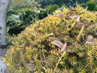 金黄枝叶的繁茂植物