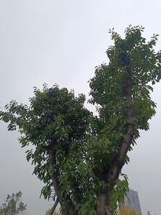 奇特造型的茂盛树木