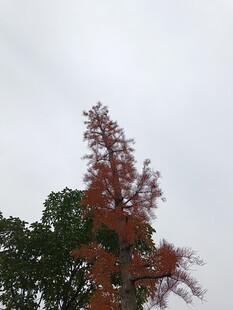 红树挺立天空下