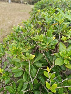 绿叶繁茂的灌木丛