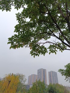 城市中枝叶繁茂的绿树