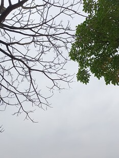 仰视光秃树枝与绿叶