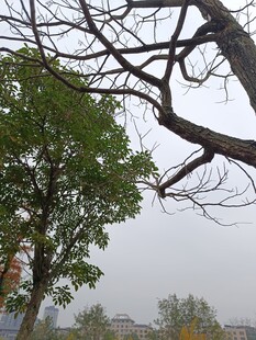 雾中枯树与葱郁绿树