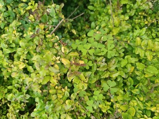 翠绿繁茂的植物景观