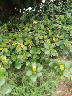 绿叶间的黄色小花