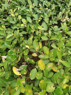 绿叶繁茂的植物景观