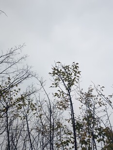 枯树林立的天空景象