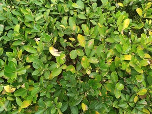 翠绿繁茂的植物叶片