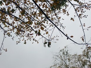 树枝上的稀疏树叶