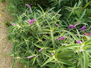 绿叶间的紫色花卉绽放