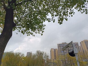 城市中树旁的楼宇景观