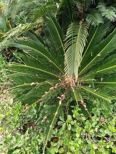 翠绿棕桐植物生机盎然