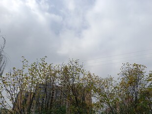 天空下的繁茂树木