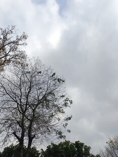 枝头群鸟栖于光秃树上