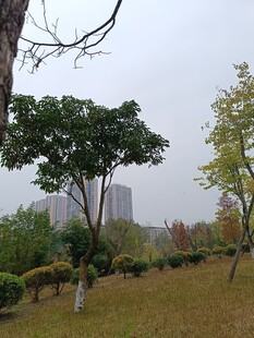 秋日公园树木景观