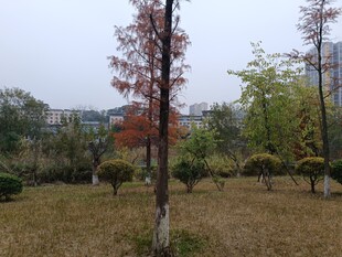 秋日园林树木景观