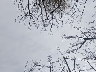冬日枯树枝干雪景