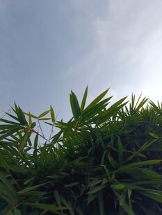 阳光下的翠绿竹叶