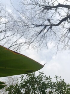 绿叶与枯枝的天空景致