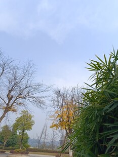 秋日户外树木绿植景致