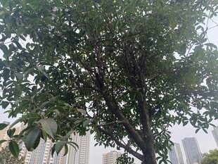 城市中茂盛的绿叶树木