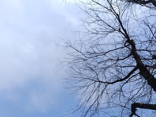 蓝天映衬下的光秃树枝