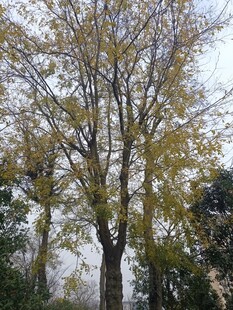 秋日银杏树林景致