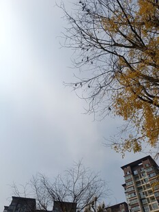 秋日树梢下的楼宇景象