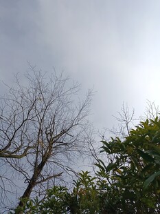 枯树与绿树的天空景象